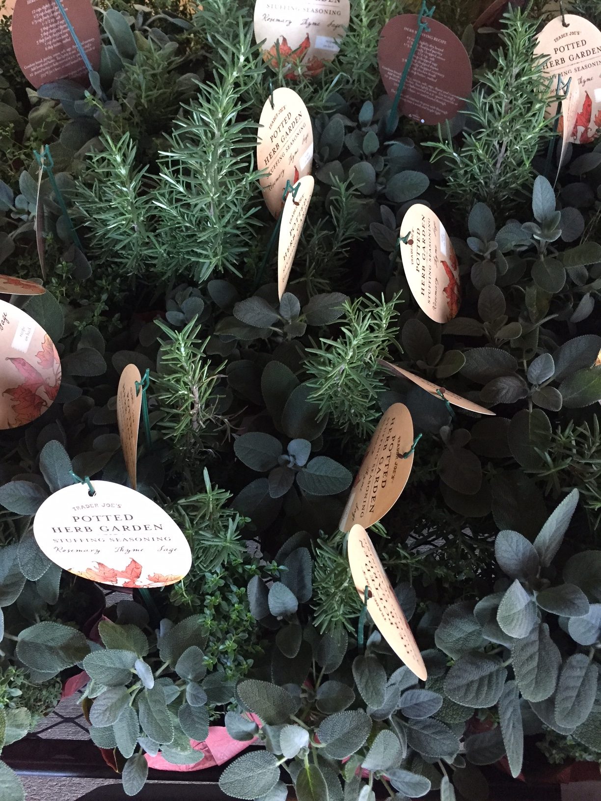 Gourmet Garden