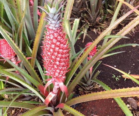 Notes from the Garden; Tropical Fruit Salad: a Taste of the Season to Come.