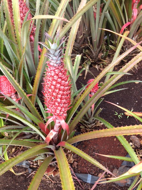 Notes from the Garden; Tropical Fruit Salad: a Taste of the Season to Come.
