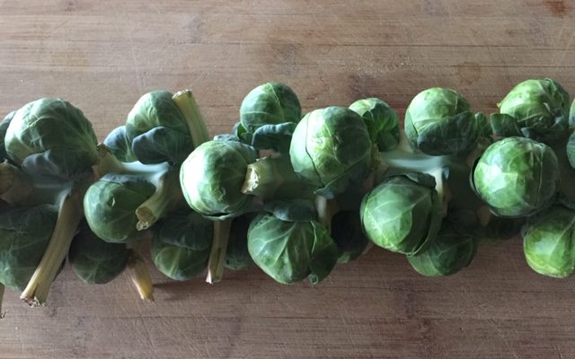 Brussel Sprout Stalk