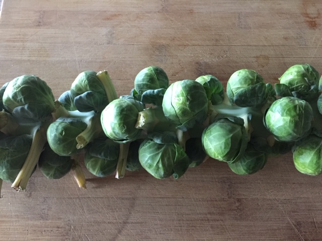 Brussel Sprout Stalk