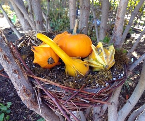 Seeds Only a Plant Breeder Could Love, Until Now
