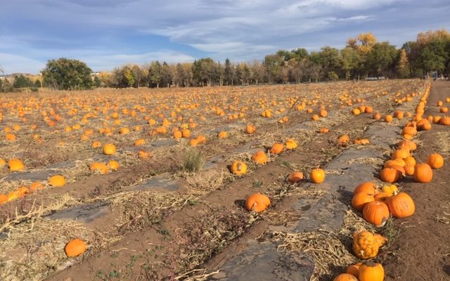Take Comfort in Pumpkin this season