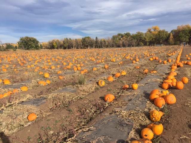 Take Comfort in Pumpkin this season