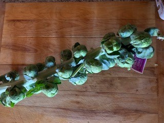 Notes from the Garden. Brussels Sprouts on the Stalk: A Letter to the Roasting Season