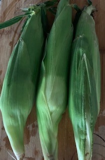 Corn from the Western Slope of Colorado