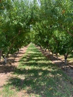 54th annual Palisades  Peach Festival 2022