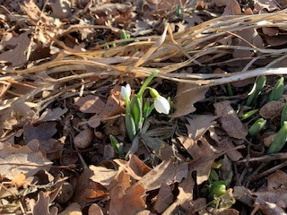 Awakening Spring