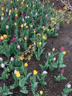 Garden – More lists from the Chef’s Notebook.