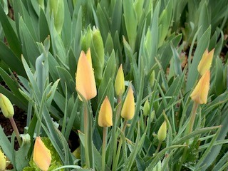 Notes from the Garden –