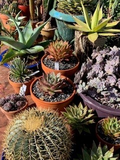 Notes from the Garden: Chef G on Heat