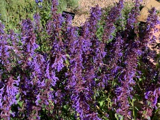 Notes from the Garden, Cereals