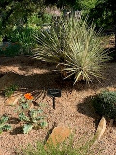 Notes from the Garden