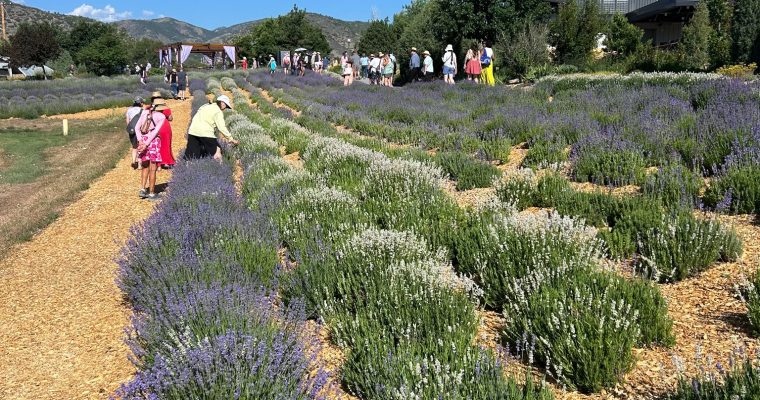 Lavendar