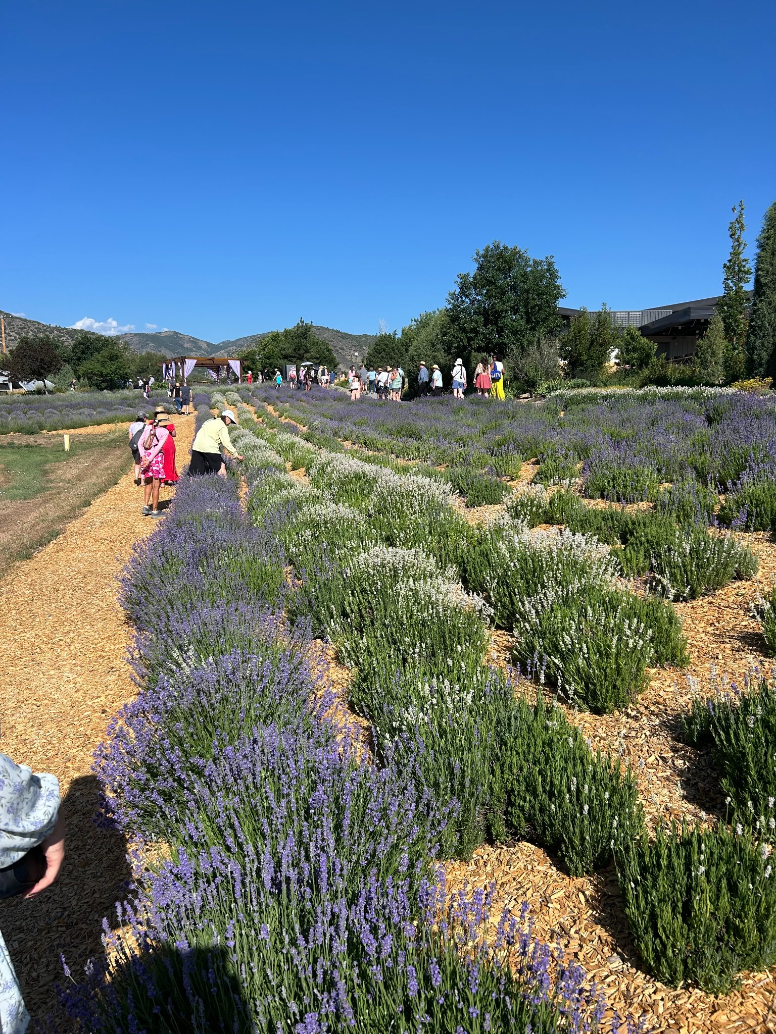 Lavendar