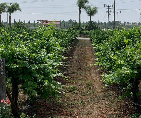 Notes from the Garden: What Cooking Does to Carbohydrates