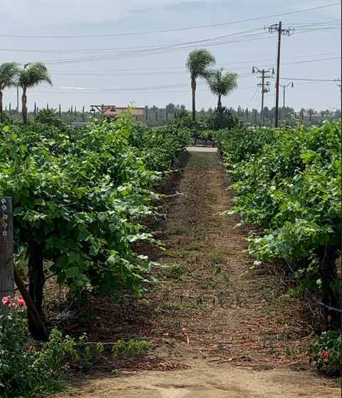 Notes from the Garden: What Cooking Does to Carbohydrates